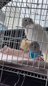 16K views · 1.5K reactions | Coco coming home from hospital in car. I can’t read comments. Or respond. So enjoy the drive! | Lucky Lou and Coco Too | Facebook