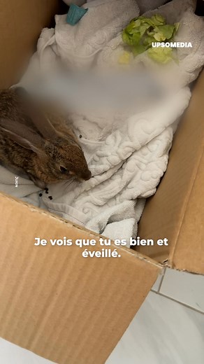 16K views · 448 reactions | Cet homme a partagé son expérience émouvante en sauvant un lapin de son propre animal de compagnie. Il faut plus de gens comme ça dans le monde. | Le Kiwi | Facebook