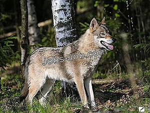 Примерно Описание На Длъжност За Позиция На Програмен Директор | Описания на работата - 2025