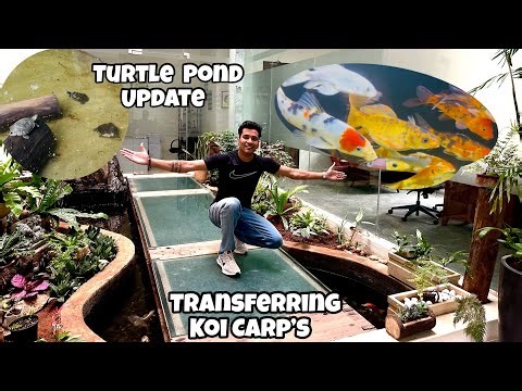*Transferring My Koi Carps to the Koi Pond* | Koi Pond Update | Turtle Pond Update