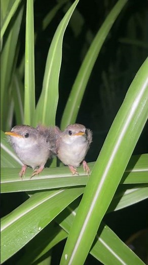 Amazing Sleeping Birds and Moths!