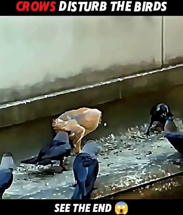 When Crows Meet Falcons... Tables Turn Fast! #trending #animals #wildlife #birds #shorts #falcon
