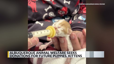 Albuquerque Animal Welfare Department seeks donations for orphaned kittens, puppies