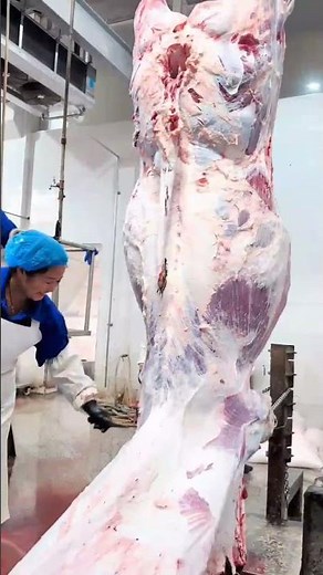 #Cattle slaughterhouse tour#Inside a meat processing plant#Modern abattoir technology #meat