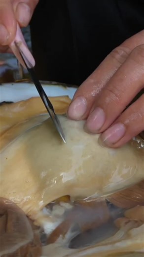 Exploring the Art of Pearl Hunting and Collection