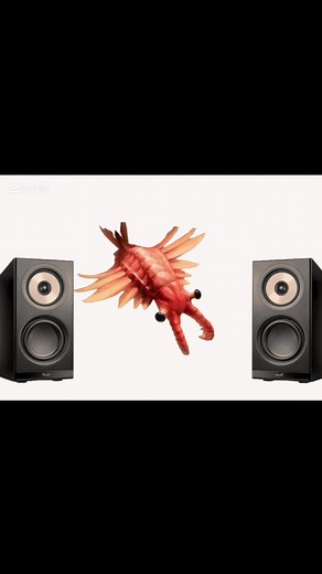 Anomalocaris: A Prehistoric Mystery