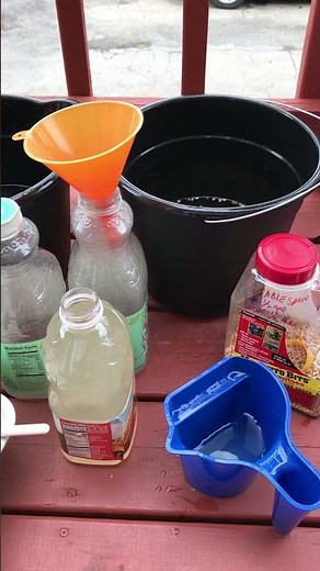 How to get rid of fungus gnats with Mosquito Bits! No corn husks in soil & use regularly!