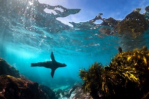 Diving in Sydney | PADI