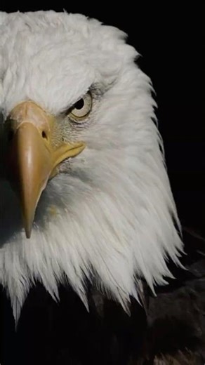 This Eagle’s Sound Will Surprise You… It’s NOT What You Expect 😳🦅#eagle #shorts