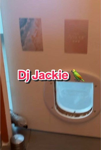 Dj Jackie and His Talking Parrot Comedy