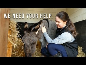 Donate to The Wonkey Donkey Visitors Centre Indoor Therapy Centre, organized by Jennifer Howarth