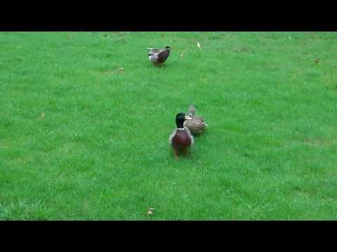 Mating Mallard Ducks Ducks