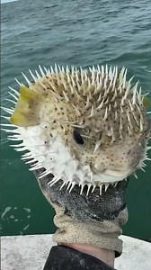 Deadly Delicacy: The Truth About Pufferfish#pufferfish #fugu #dangerousfood