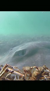 Stingray #ocean #sealife #stingray #nature | Animals Z