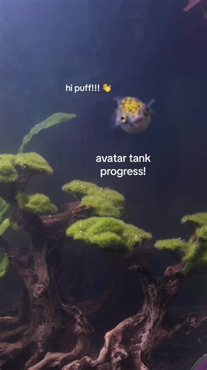 Avatar‑themed Brackish Tank Build for My Puffer