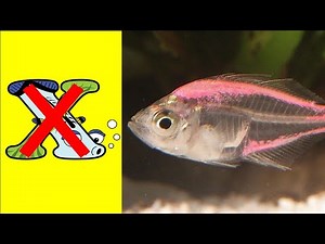 Learn to Write Letter X with Alphabetimals / Write Letter X Alphabet ABC / Writing Alphabet A-Z kids