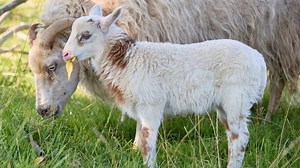 Seltenes Mischwesen: Schiege geboren