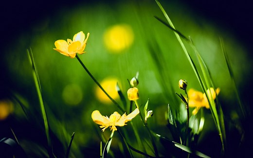 T2T基因组及复杂基因组组装（第一节：背景知识概要）