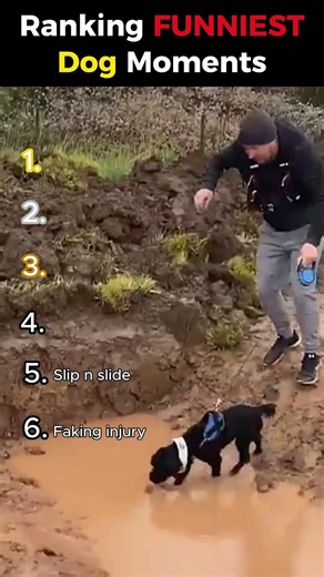 Ranking The FUNNIEST Dog Fails 😭😂