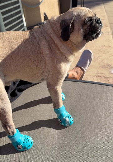 BarkBox Crocs Dog Shoes - Perfect for Your Pup!
