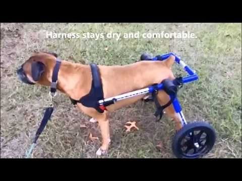 Can my Dog Poop or Pee While Using the Walkin' Wheels Dog Wheelchair?
