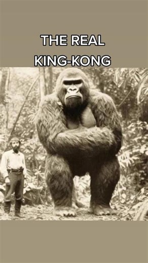 #screammovie #historia #fypシ #foryourpage #trending #historytok #kingkong