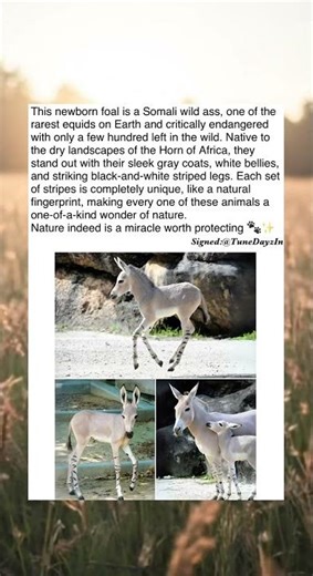 Only a Few Hundred Left: Meet the Somali Wild Ass! 🐾❌