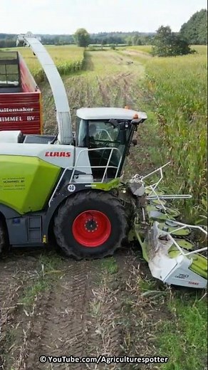 Mais Silage | Claas Jaguar 950 + Fendt | Schimmel | 2023