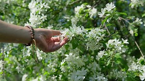 Hand touch a branch of an apple tree blooming with white flowers, and petals. Apple blossom. Spring scenery in orchard