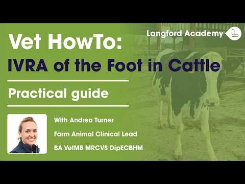 IVRA of the Foot in Cattle