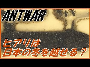 蟻戦争＃186 ヒアリは日本の冬を越せる？～日本アリの越冬～編～Can fire ant survive Japan Winter？～