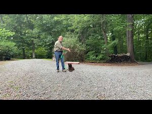Mini Aussiedoodle Puppy Training Winston Salem NC | Juniper