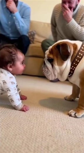 Bulldog vs Baby A Fierce Debate! Wait for the Baby’s Final Word! 😂