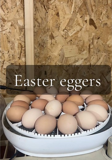 Hatching Easter Eggers: Candling and Incubating Tips