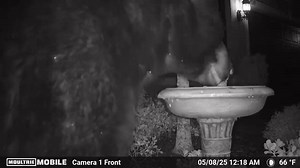 Check out this big bear drinking from a bird bath in Estero! 🎥 Don Dombrowski | Peter Busch
