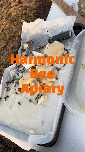 Bee candy! Doin’ the buzz-a-rounds! #honeybee