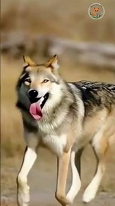 Hunters and Family Protectors 🐺🌲🛡️