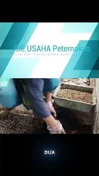 Feeding Catfish with Maggots: An Effective Way to Improve Quality & Harvest Faster!