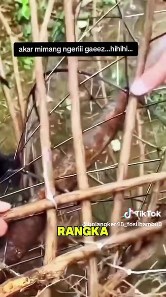 Memahami Seni Arbor Sculpture: Kolaborasi Manusia dan Alam