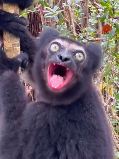 Amazing Sounds of Wildlife: Nature's Symphony