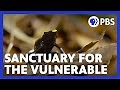 Expedition with Steve Backshall | Tafelberg Tepui: Sanctuary for the Vulnerable | PBS