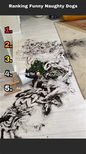 Ranking Funny Naughty Dogs
