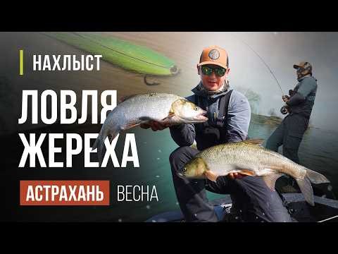 Coldwater fishing for asp in spring. Lines, streamers, equipment, and tactics.