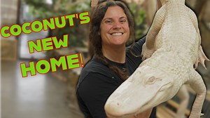 Today’s video is packed with action, education, and exciting upgrades! We’re feeding our hungry alligators and giving you a behind-the-scenes look at gator feeding time, then revealing Coconut the albino alligator’s brand-new enclosure! 🐊🤍 Feeding gators is always intense, and watching their natural behaviors up close is an incredible learning experience. Coconut is a very special albino gator, and because albino reptiles have sensitive skin and unique care needs, her enclosure upgrade is a hu