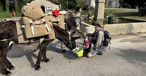 Dans nos départements. Route « magique », plante géante, lynx... Ces infos insolites ou positives ont aussi marqué la semaine