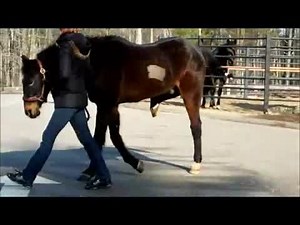 File:Equine Stringhalt.theora.ogv - Wikimedia Commons