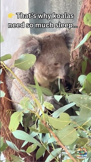 Hunter Valley Wildlife Park - Cutest Koala Ever 🐨| #koala #wildlife #australia #animalfacts #travel