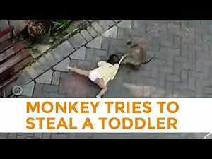 Monkey Riding A Bicycle Tries To Steal A Toddler