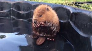 Adorable baby beaver plays and grooms in the water