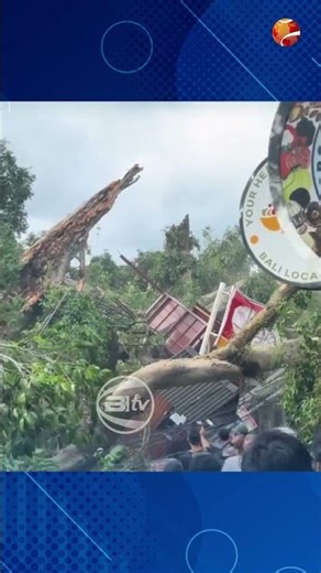 A centuries-old banyan tree in the Ubud Palace area collapsed, allegedly due to weathering and ex...